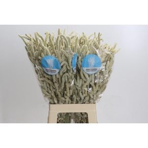 Amaranthus Yearming Desert