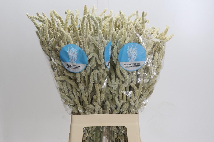 <h4>Amaranthus Yearming Desert</h4>