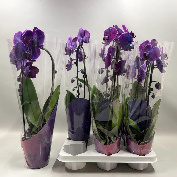 <h4>PHAL EL CASCADE</h4>