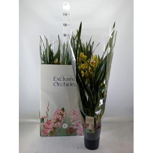 Cymbidium   ...