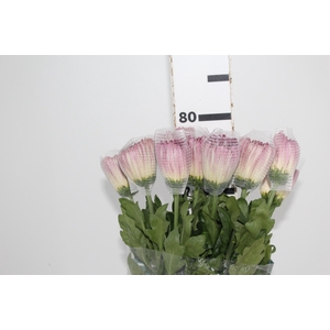 ANASTASIA COUTURE 080 CM