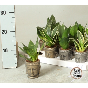 SANSEV TRIFASCIA  OV