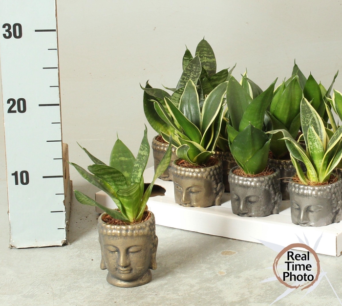 <h4>SANSEV TRIFASCIA OV</h4>