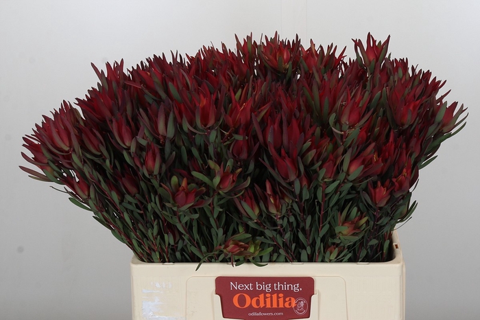 <h4>Leucadendron Blush Spray</h4>