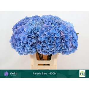 HYDRANGEA  'ROYAL PARADE'