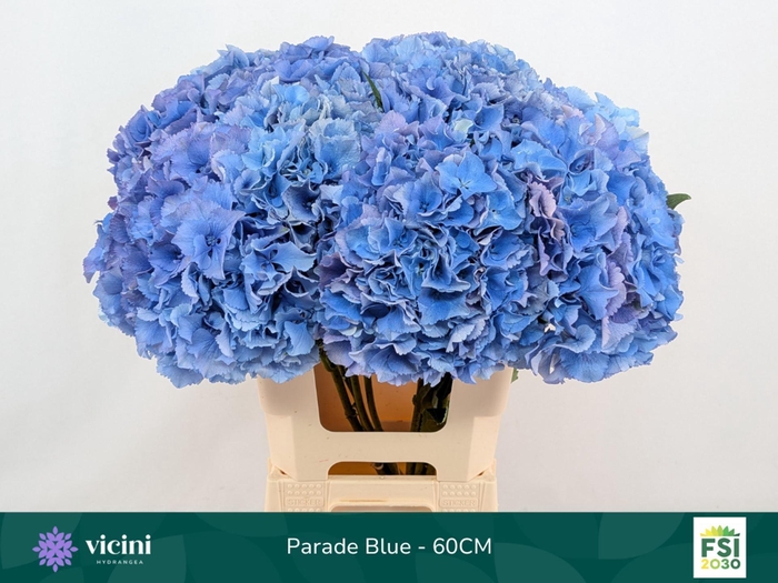 <h4>HYDRANGEA  'ROYAL PARADE'</h4>
