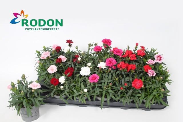 <h4>DIAN GEMENGD</h4>