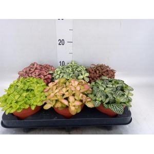 Fittonia   ...mix