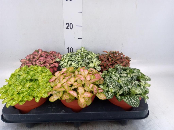 <h4>Fittonia   ...mix</h4>