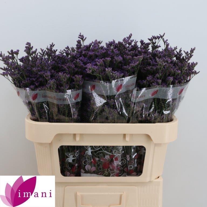 <h4>LIM SHOOTING STAR</h4>