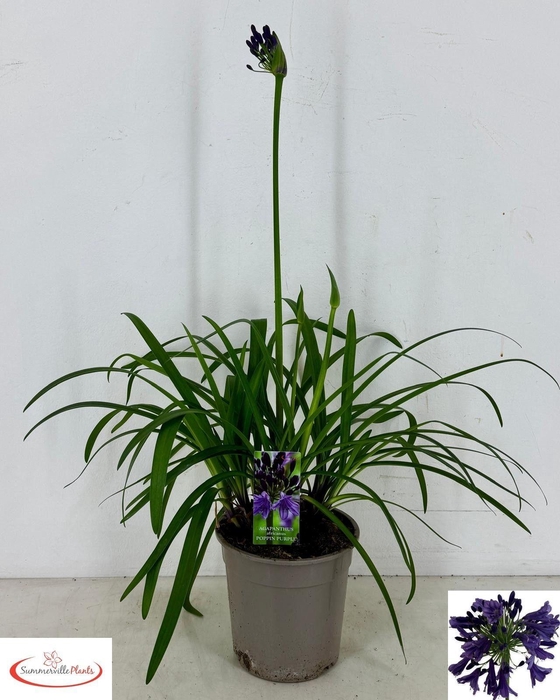 <h4>AGAPA POPPIN PURPLE</h4>