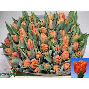 TU FR ORANGE PASSION