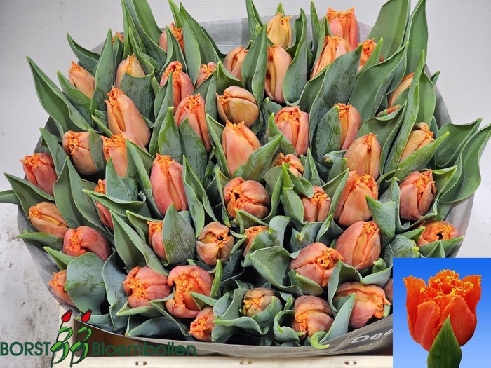 <h4>TU FR ORANGE PASSION</h4>