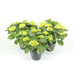 Hydrangea gemengd 23 cm (min. 3 kleuren)