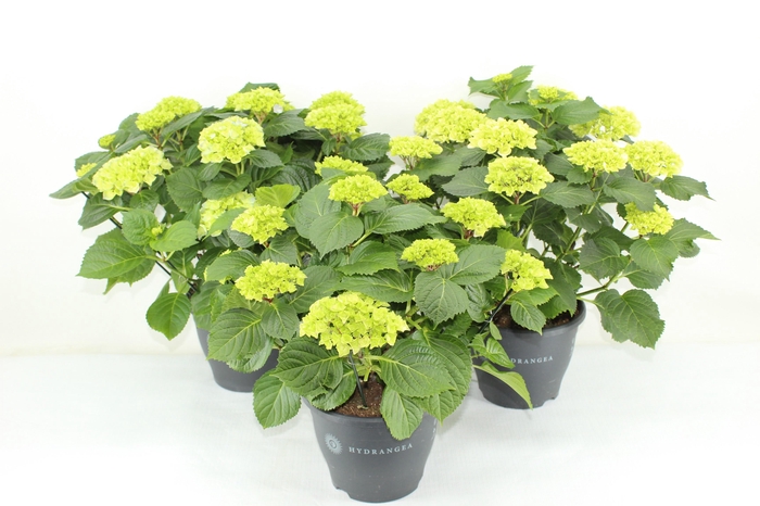 <h4>Hydrangea gemengd 23 cm (min. 3 kleuren)</h4>