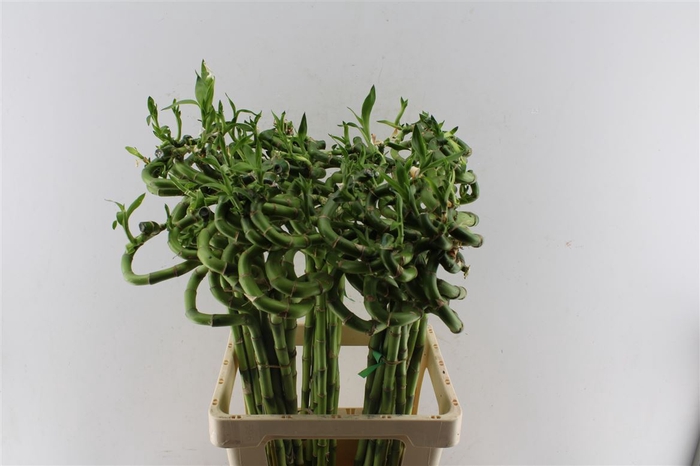 <h4>Drac S Lucky Bamboo 70cm</h4>