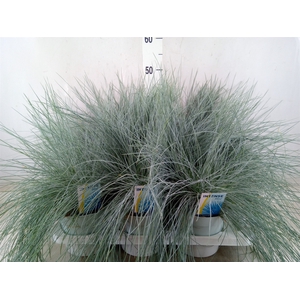 Festuca glauca 'Intens Blue'