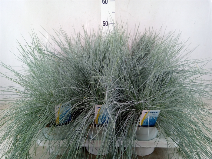 <h4>Festuca glauca 'Intens Blue'</h4>