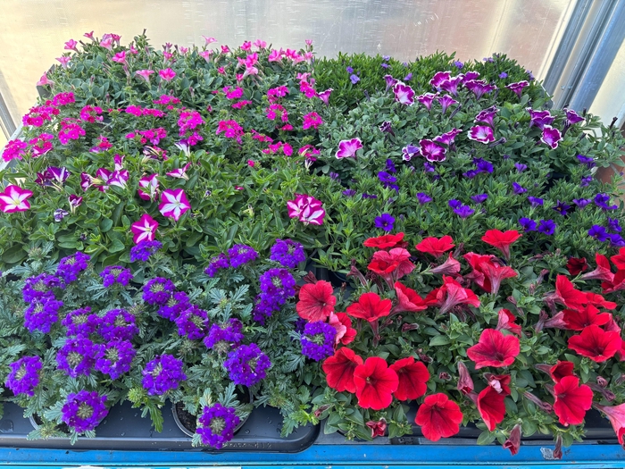 <h4>PERKPL MIXK</h4>