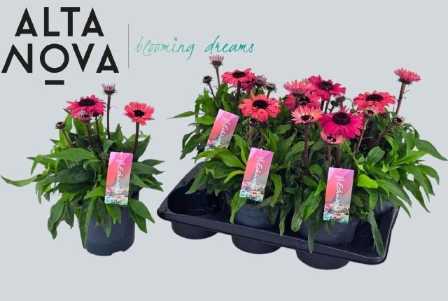 <h4>ECHINA LAK RED OMBRE</h4>