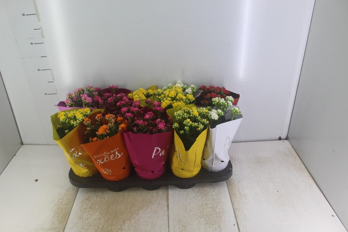 <h4>KALANCHOE DOBRADO PAIXOES P11</h4>