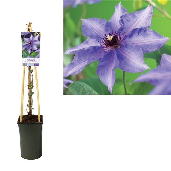 <h4>Clematis 'Königskind' +light label</h4>