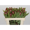 Protea Robijn