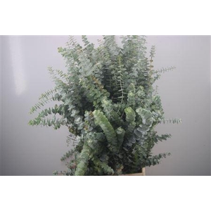 Euc Baby Blue Per Bunch 300 Gram