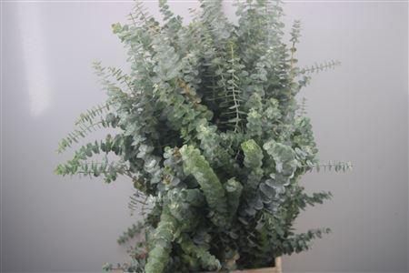 <h4>Euc Baby Blue Per Bunch 300 Gram</h4>