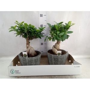 Ficus microcarpa 'Ginseng'