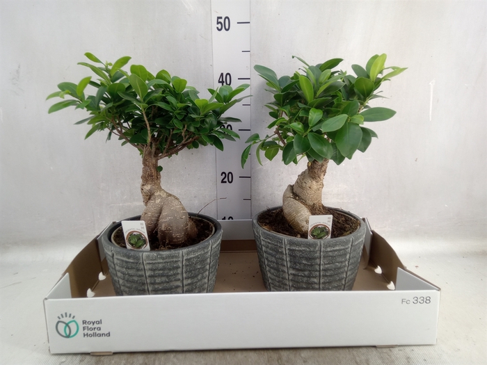 Ficus microcarpa 'Ginseng'