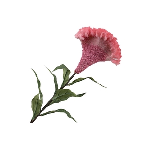 Celosia Cerise