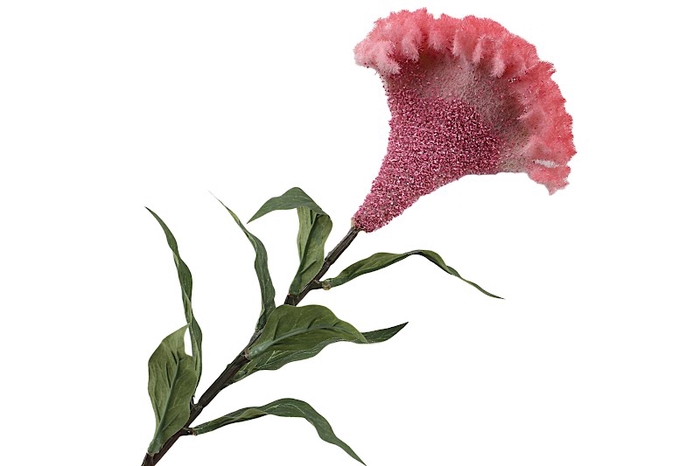 <h4>Celosia Cerise</h4>