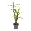 DRACAENA SANDERIANA p6 Lucky Bamboo