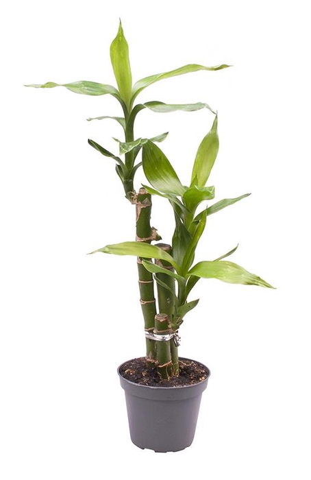 DRACAENA SANDERIANA p6 Lucky Bamboo