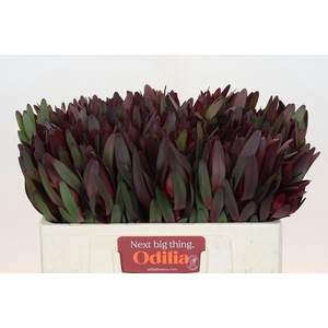 Leucadendron Saf Sunset Dark R.