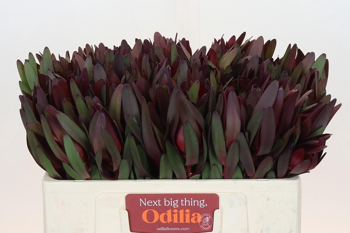 <h4>Leucadendron Saf Sunset Dark Red</h4>