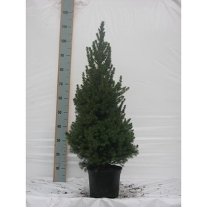 Picea gl. Conica