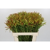 Leucadendron Ayoba Cherry Pearl