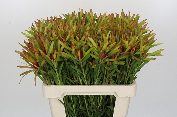Leucadendron Ayoba Cherry Pearl