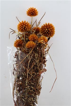 <h4>Pres Echinops 10pc Orange Bunch</h4>