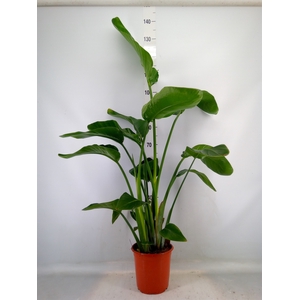 Strelitzia nicolai