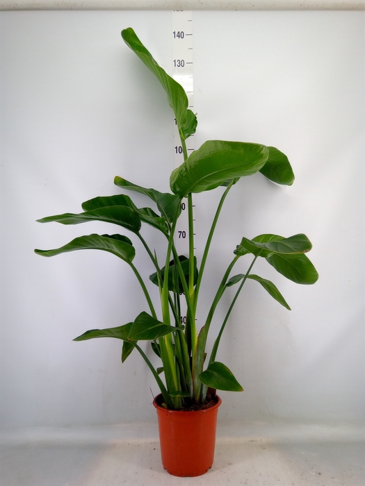 <h4>Strelitzia nicolai</h4>