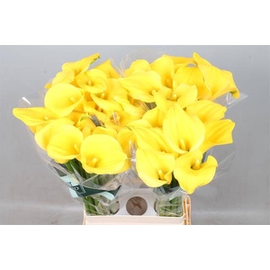 Calla Goldcup Kallaland