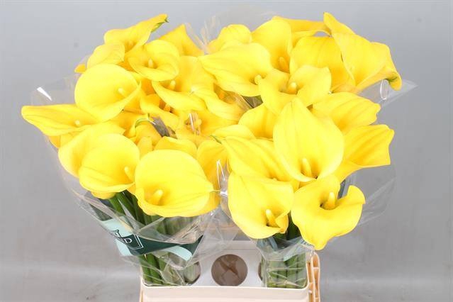 <h4>Calla Goldcup Kallaland</h4>