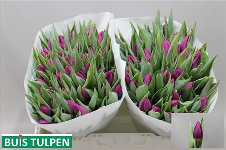 Tu En Purple Prince