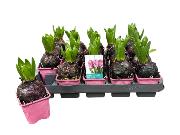 <h4>HYACIN PINK PEARL</h4>