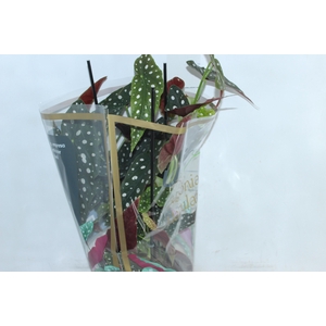 BEGONIA MACULATA P17 PO
