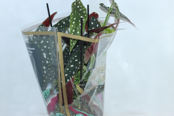 BEGONIA MACULATA P17 PO