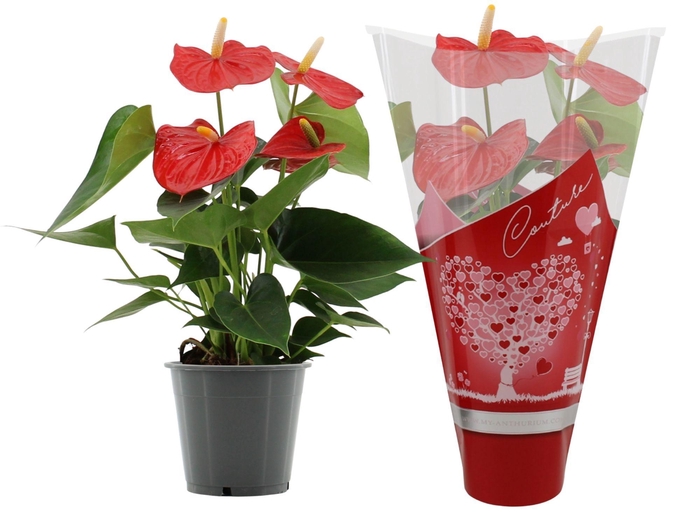 <h4>Anthurium Esudo in Couture Hearts sleeve</h4>